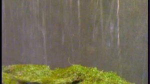 Приключения жука