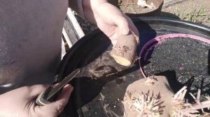 Как посеять картофель глазками.
