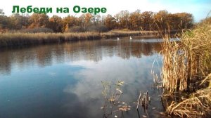 Лебеди на Озере