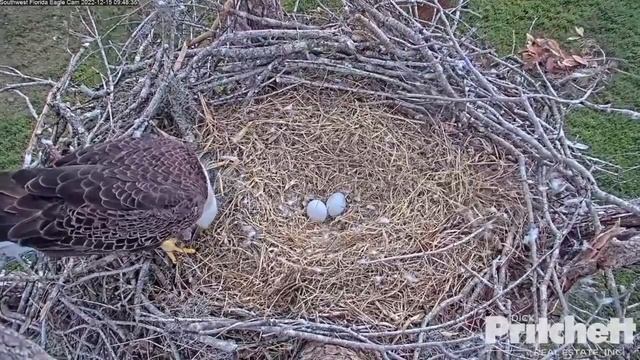 SWFL | M15 brings prey in breakfast for Harriet | Dec 15, 2022 смотреть онлайн