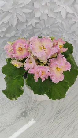 Фиалка АВ-Златые Горы