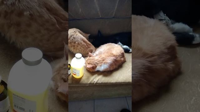 лечение щенка парвовирусный энтерит.