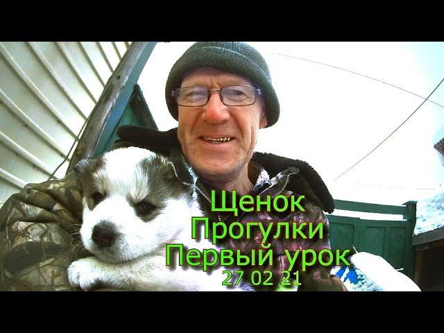 Щенок Лайка Прогулки Первый урок 27 02 21