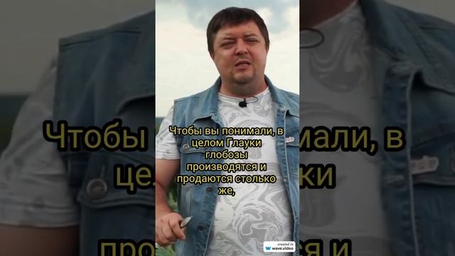 Ель Глаука глобоза - лидер рынка
