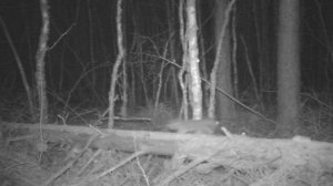 Белка (Sciurus)