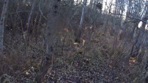 охота с спаниелями на вальдшнепа, осень 2024