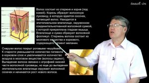 Дубынин В. А. - 100 часов школьной биологии - 1.12. Кожа, терморегуляция