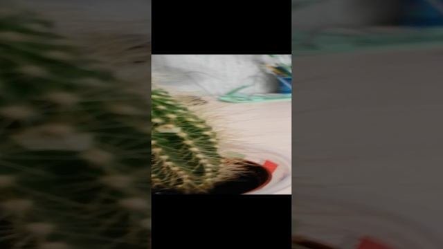 кактусы