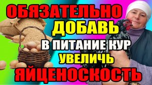 Хочешь УВЕЛИЧИТЬ яйценоскость - добавь это курам в питание.