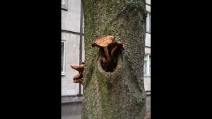 "Лечим" камеру на BV9100 + результат