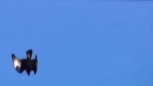 Hungry Birds Devour Prey in a Split Second = Feathered Hunters