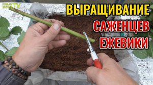 ☝ ЕЖЕВИКА: размножение зелеными черенками🌱  осенью - секретный прием 🔥