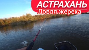 Астрахань вечерний жор жереха рыбалка осенью