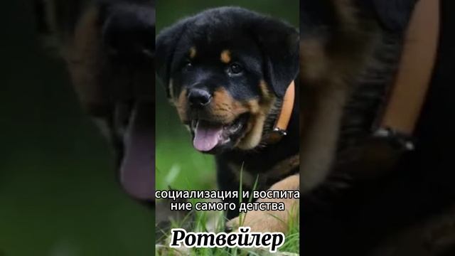 Топ пород собак для опытных собака водов #dog   #laryzhik #собаки #породы #собака  #породысобак #топ