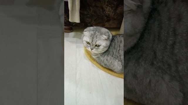 Потомственная едунья