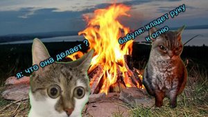 кошачья жизни часть 3 #футажи