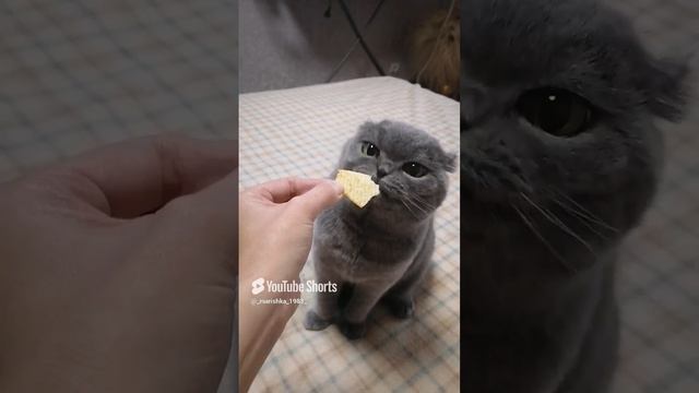 🐈🐱#котики #хочукушать #2024 #пушистики #настроение #домашниеживотные #еда #пойдемпожрем #настроени