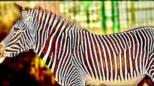 Этих животных вы уже НЕ УВИДИТЕ в природе, но в Аскания нова еще остались НЕСКОЛЬКО ОСОБЕЙ!