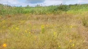 Красивый день🤗Солнечный☀️природа всегда рядом! Саратов . Лето 2024