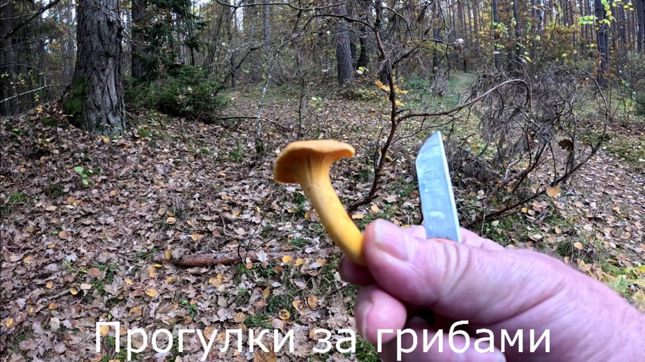 Прогулки за грибами.  Есть еще лисички в лесах, но их мало.