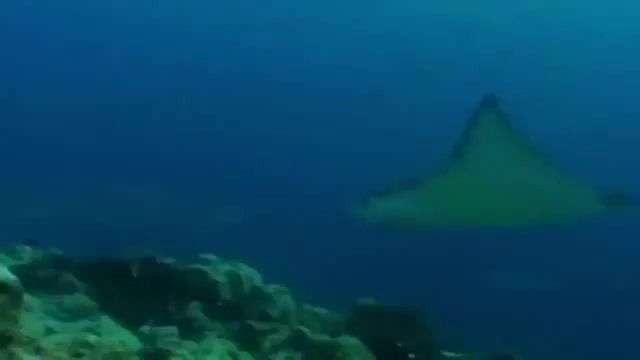 The Ocean's Deadliest Predators Documentary on Predator and Prey in the Ocean Full Documentary смотреть онлайн