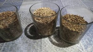 Пшеница, ячмень и овес для кур несушек.