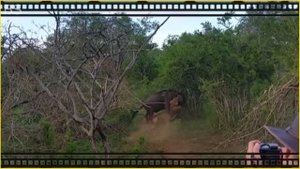 10 Horrific Moments When Deadly Horns Crush Predators