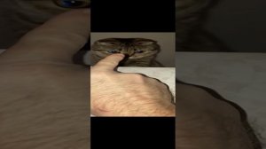Шотландская вислоухая кошка залезла на холодильник