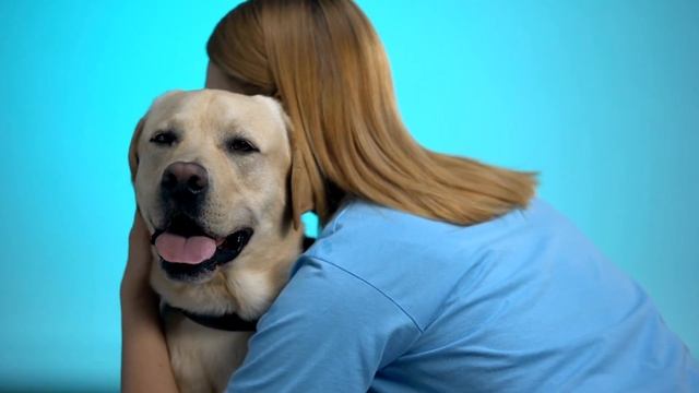 Labrador Retriever - Origin, Traits, and Temperament Explored @relaxyourpetdog
