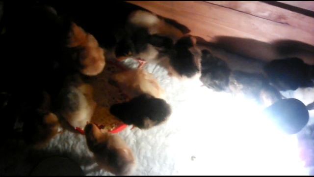 Как ухаживать за цыплятами в первые дни жизни! смотреть онлайн