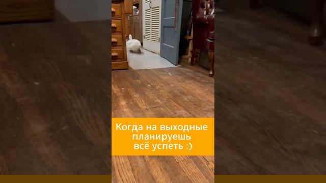Когда на выходные планируешь всё успеть :)