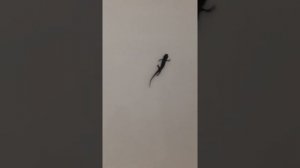 как различить тритонов по полу