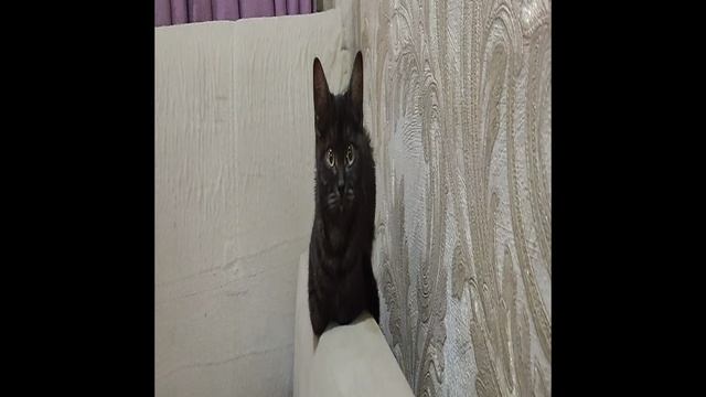 котенок