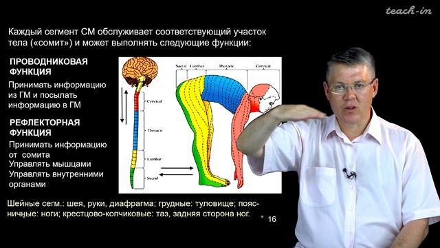 Дубынин В.А. - 100 часов школьной биологии - 1.16. ЦНС, спинной мозг