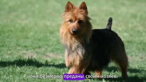 Австралийский терьер краткая характеристика породы собак