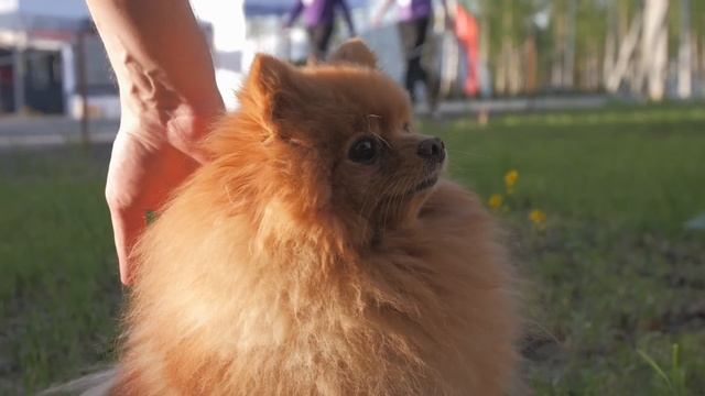 Открыто о выставке Open Village 2024 смотреть онлайн