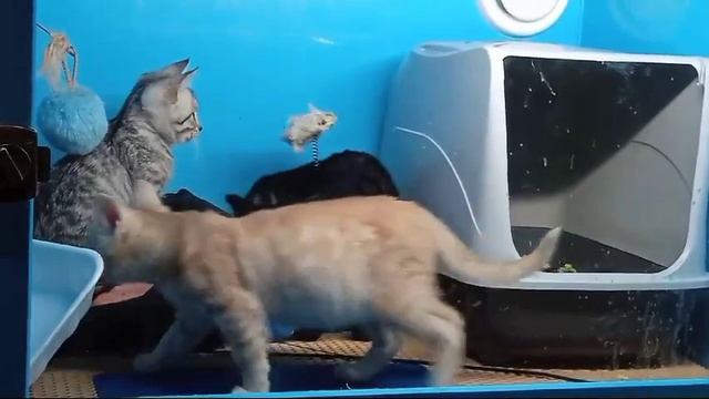 А ПОКА МЫ ТОЛЬКО ДЕТИ..которым нужен дом!