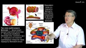 Дубынин В. А. - 100 часов школьной биологии - 1.11. Почки, выделение