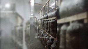 Увлажнение туманом высокого давления в грибном хозяйстве (вешенки)