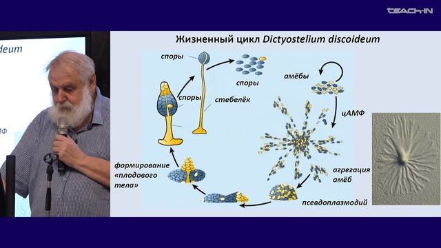 Малахов В.В. - Зоология беспозвоночных - 5. Надцарство Amorphea