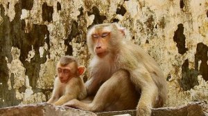 IT'S SEEM BE MUCH TIRED LAST NIGHT, LIBBY AND LEO MONKEY SLEEP WELL IN SITTING POSITION.
