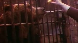 О буром медведе, 1978