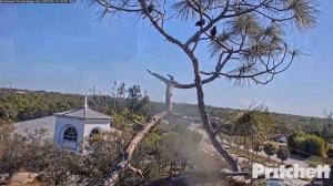 Dad with prey twice 10:06 and 10:08 / Southwest Florida Eagle Cam - Cam 1/ 16.03.2023.