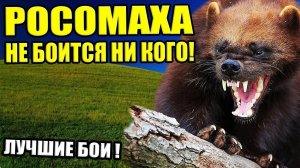 Росомаха - против всех животных в мире, Волк и Медведь ей не соперник!