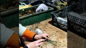 Как собирается ваша посылка на нашем питомнике "Дивный сад"