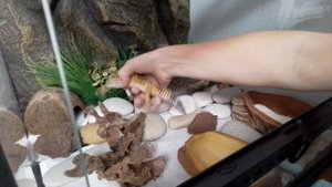 зато наша Шура!