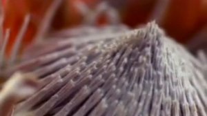 Nine Inch Nails - The Day The World Went Away