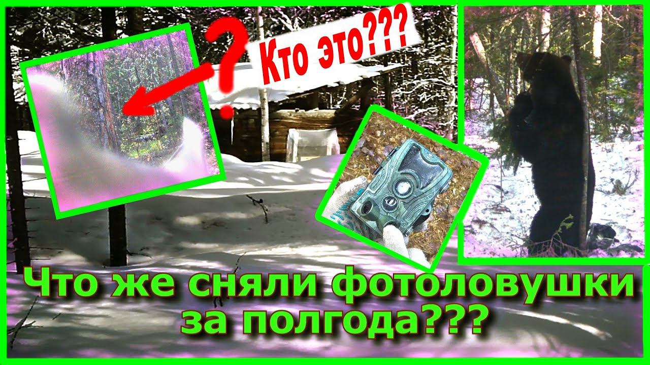 Что же сняли фотоловушки за полгода???