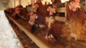 Как повысить яйценоскость домашних кур _ Птицеводство _ Домашние куры несушки _ Яйценоскость несушек