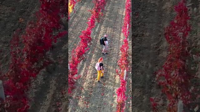 Осенние виноградники покорили в Крыму покорили нас давным давно🍇🍇🍇#крымсегодня #